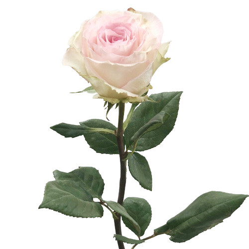 Hoa Cắt Cành] Hoa Hồng Da - Hồng Pastel Màu Kem - Rose Flower Pastel - Giá  1 Cành Hoa -Rose Pink Flower Q262312 Giá: 16,000Đ