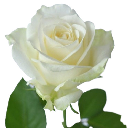 Tự làm thuốc trị ho tại nhà