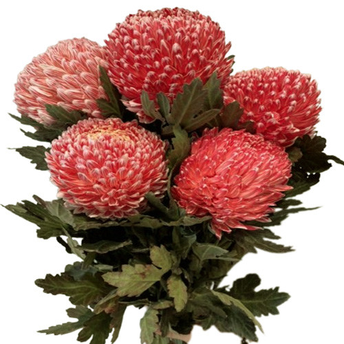 Hoa Cắt Cành] Hoa Cúc Mẫu Đơn Đỏ Bông To- 5 Bông Hoa Mẫu Đơn Đỏ Q265283 Giá:  259,000Đ