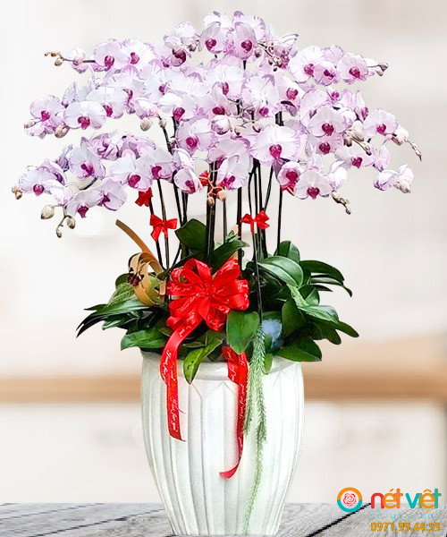 Hồ điệp tím 12 cành
