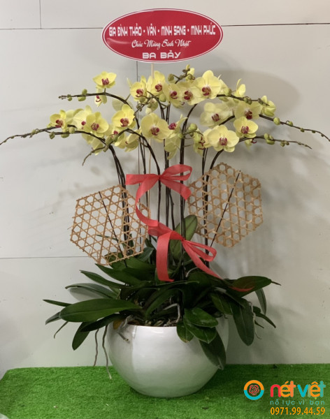 Chậu 10 cành hồ điệp vàng