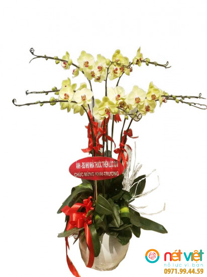 Chậu hồ điệp vàng