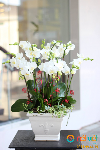 Chậu lan hồ điệp xinh tươi ( 12 cành trắng )