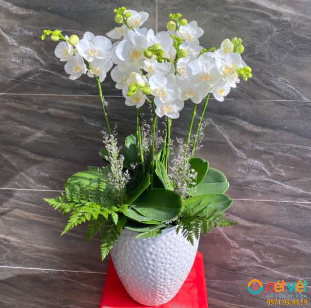 Cửa hàng hoa lan quận 5 vui tết