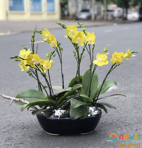 Chậu lan hồ điệp chúc Quý khách và gia đình năm mới bình an hạnh phúc, ấm no sung túc, vạn sự thành công