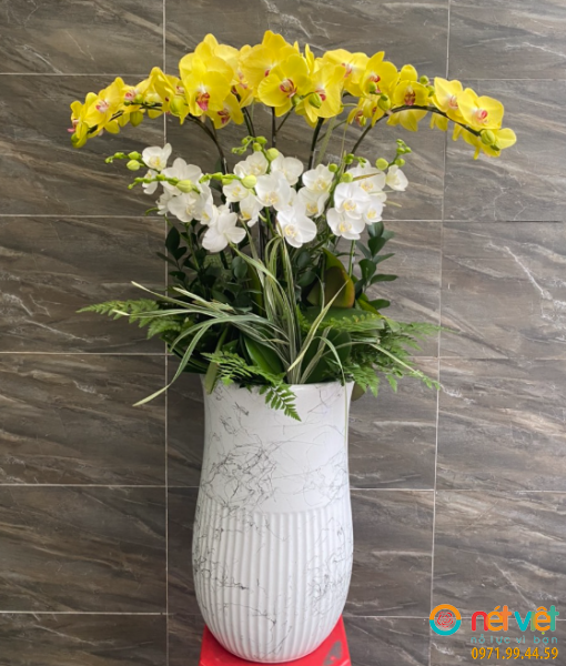 Cửa hàng lan hồ điệp quận 6 HCM 6 cành hoa lan