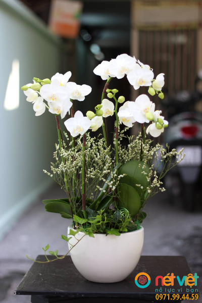 Chậu lan hồ điệp nhí trắng ( 6 cành)