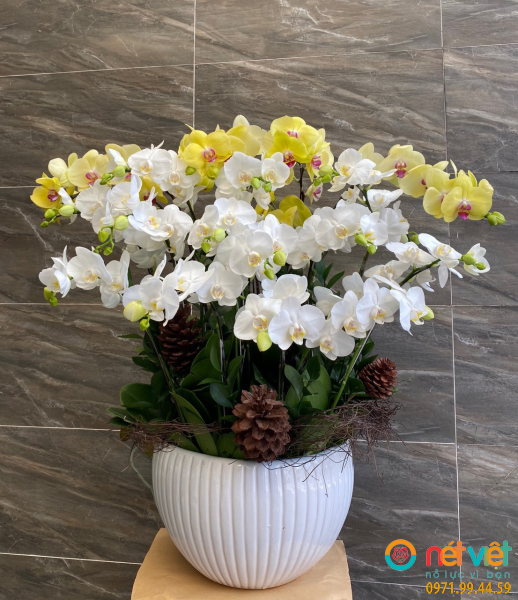 Chậu lan chúc Năm mới Tết đến – Rước hên vào nhà , hạnh phúc sum vầy .