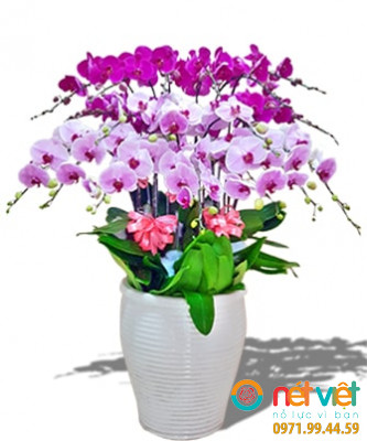 Vinh hoa phú quý xuân ( 20 cành)