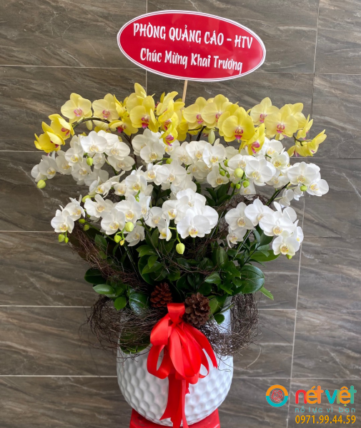 Chậu lan hồ điệp 10 cành chúc mừng khai trương hồng phát