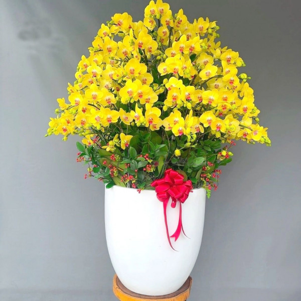 Hoa lan hồ điệp quận 10