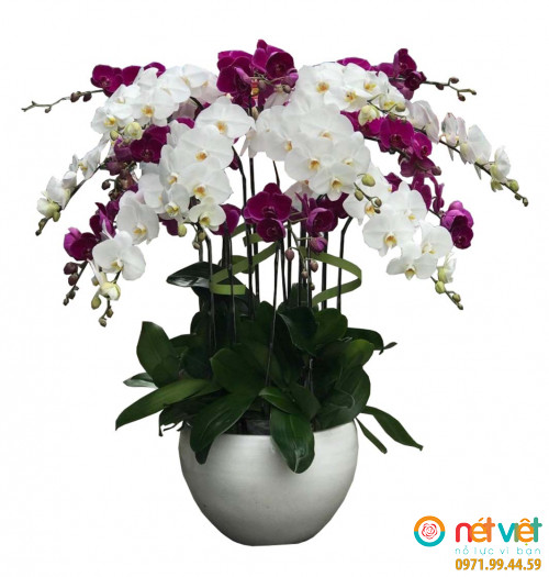Lan hồ điệp HD03