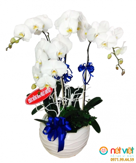Lan hồ điệp HD011