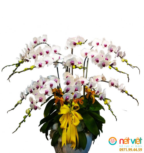 Lan hồ điệp HD07