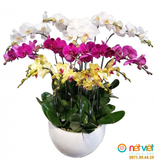 Lan hồ điệp HD05