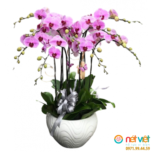 Lan hồ điệp HD01
