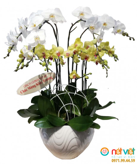 Lan hồ điệp HD09