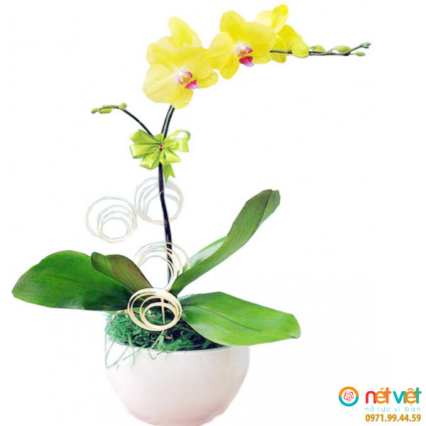 Tặng một chậu lan hồ điệp vàng được xem là một điều may mắn với ý nghĩa cho sự khởi đầu tốt đẹp, thành công.
