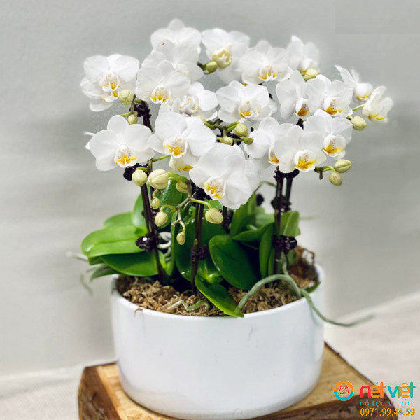 hoa tuoi shop quận 1