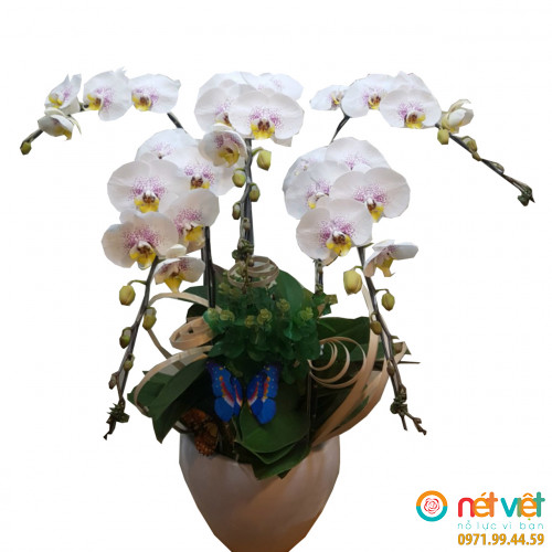 Gia chủ phát tài