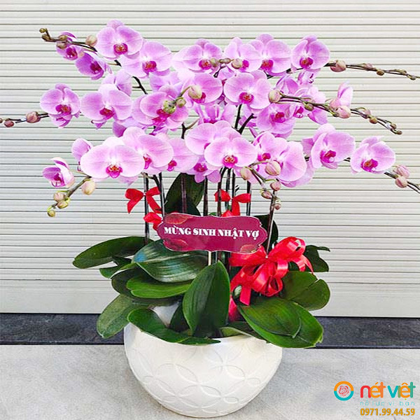 lan hồ điệp bắc ninh