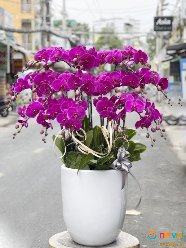 Trường tồn ( 20 cây )