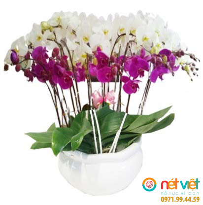 20 cây trắng & tím