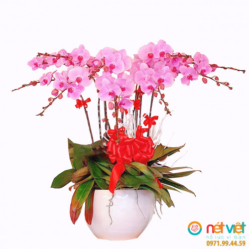 Niên thịnh vượng (9 cành)
