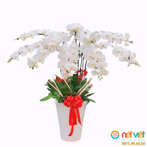 Mừng vận mới ( 11 cây)