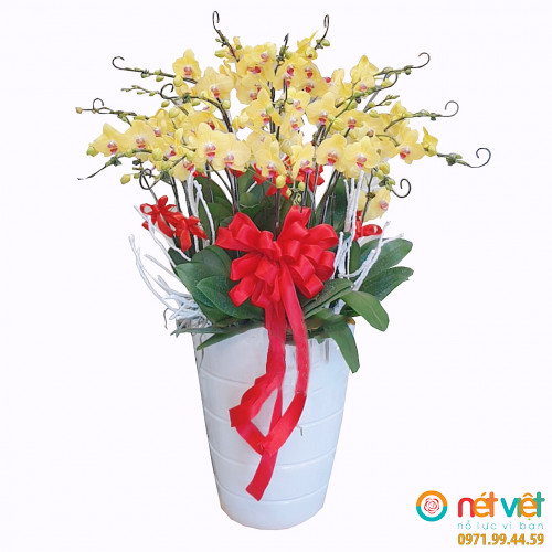 Khoe sắc vàng ( 15 cây)