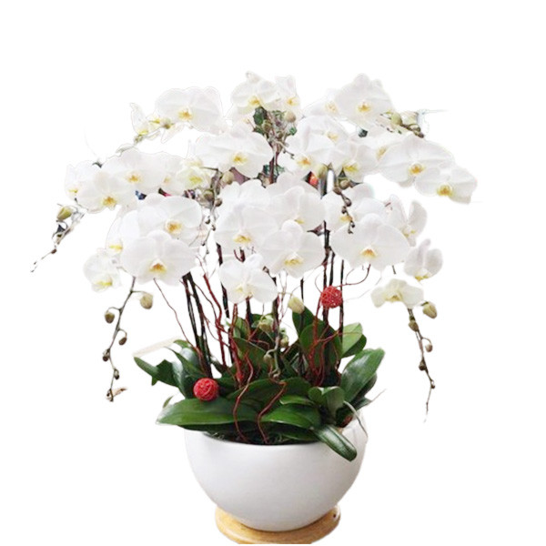 Mẫu hoa lan hồ điệp thiết kế đẹp sang trọng 09 cành
