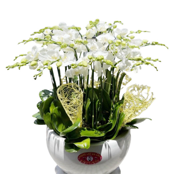 Chậu hoa lan ý nghĩa Mừng tân gia gia đạo bình an, tài lộc đầy nhà