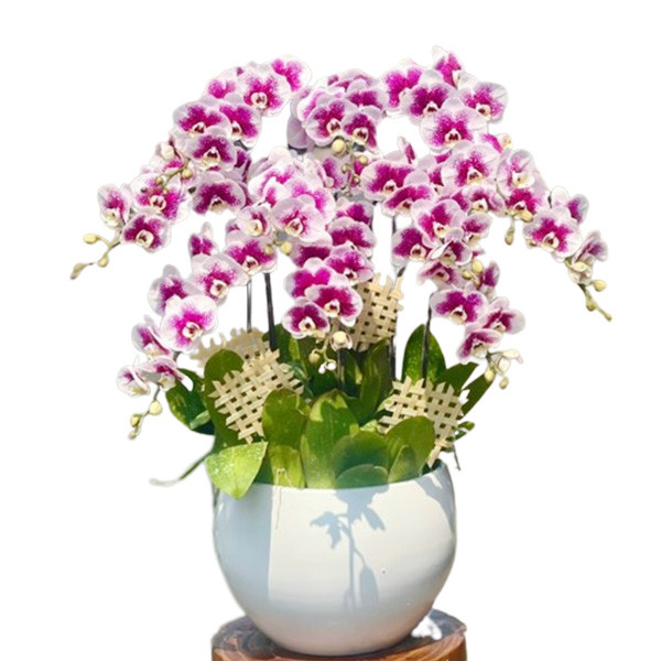 Chậu lan hồ điệp trắng tinh khôi 08 cành lộc phát