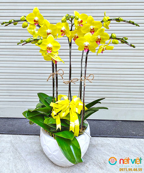 Chậu lan hồ điệp 5 cành