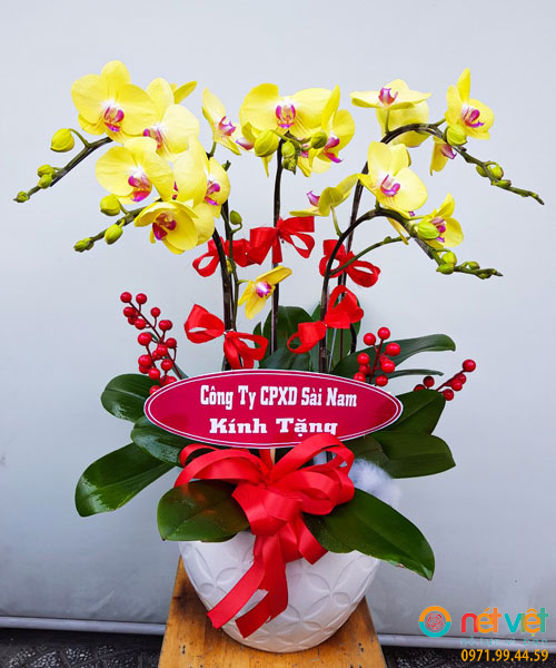 Chậu Lan Hồ Điệp 5 Cành Vàng gợi sự lạc quan