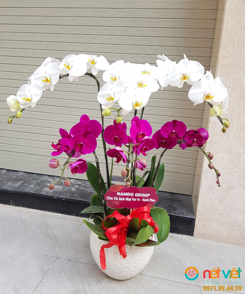 Bình hoa 6 Cành Lan Hồ Điệp