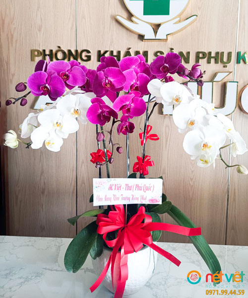 Chậu lan hồ điệp 5 cành