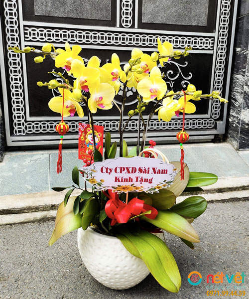 Chậu Lan Hồ Điệp 5 Cành Vàng Có ý nghĩa chúc cho người nhận mọi việc thuận lợi, gia đình bình an