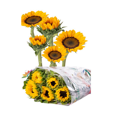 Hoa hướng dương trưng bình đẹp combo 5 cây