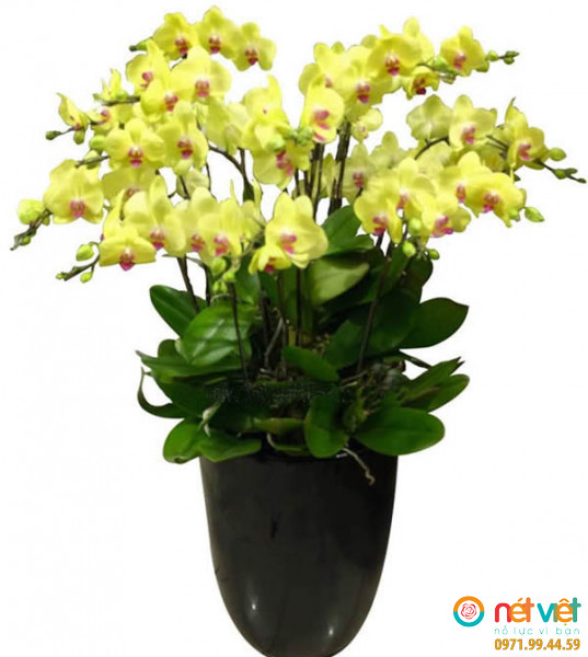 Chậu lan hồ điệp 30 cây màu vàng là biểu tượng may mắn