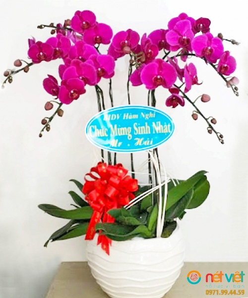 Chậu Lan Hồ Điệp 7 Cành