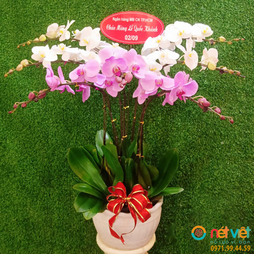 Chậu Lan Hồ Điệp 7 Cành