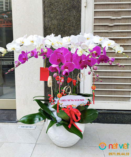 Giỏ 8 Cành Lan Hồ Điệp