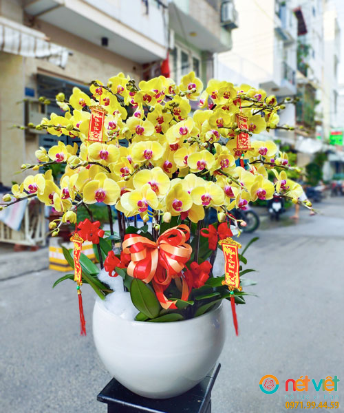 Chậu Lan Hồ Điệp 20 Cành