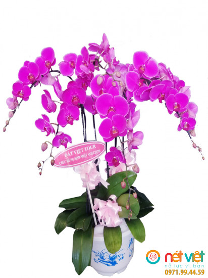 Hồ điệp tím 5 cành