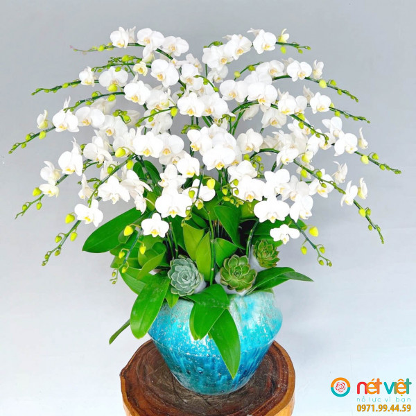 Lan hồ điệp mini trắng được ghép từ 10 cây lan hồ điệp mini loại 2 vòi một lời chúc đến người thân, bạn bè, đối tác trong những dịp sinh nhật, khai trương, mừng tân gia