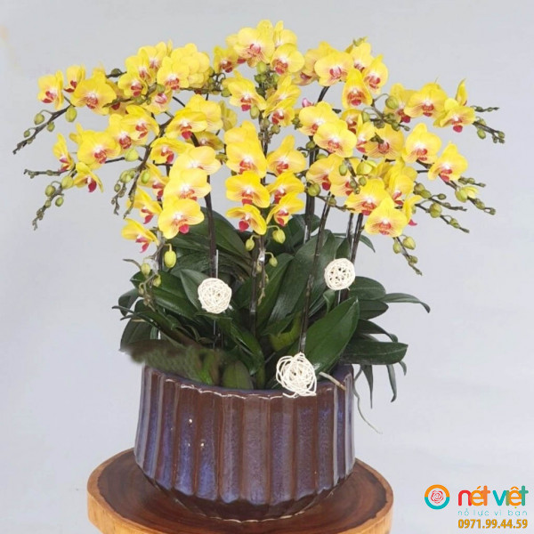 Chậu hoa lan hồ điệp màu vàng mini 13 cành ghép từ những cành hoa lan chất lượng loại A với đặc điểm bông to, cành dài, siêu bền