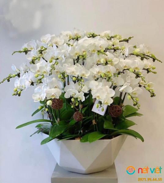 chậu lan hồ điệp được coi như món quà cao cấp mọi người dành tặng cho nhau