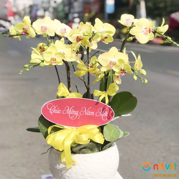 Lan Hồ Điệp Màu Vàng