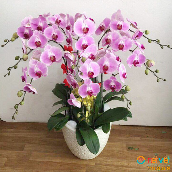 Chậu lan hồ điệp hồng xinh đẹp
